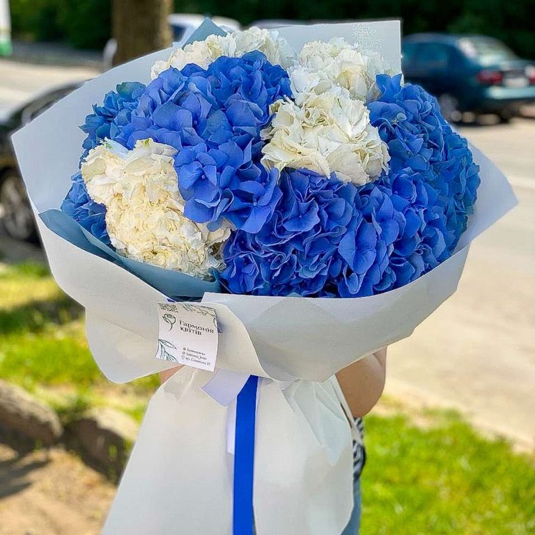 Букет із 17 біло-голубих гортензій
